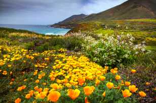 Garrapata poppies-6572